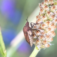 Dictyotus caenosus at Dryandra St Woodland - 25 Feb 2024 06:04 PM