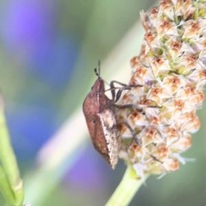 Dictyotus caenosus at Dryandra St Woodland - 25 Feb 2024