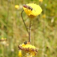 Lasioglossum (Homalictus) punctatus (A halictid bee) at Kiandra, NSW - 21 Feb 2024 by HelenCross