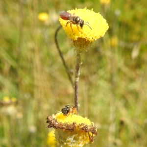 Lasioglossum (Homalictus) punctatus at Kosciuszko National Park - 21 Feb 2024