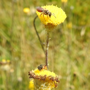 Lasioglossum (Homalictus) punctatum at Kosciuszko National Park - 21 Feb 2024