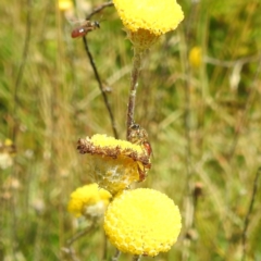 Lasioglossum (Homalictus) punctatum at Kosciuszko National Park - 21 Feb 2024