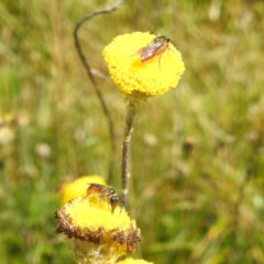 Lasioglossum (Homalictus) punctatus at Kosciuszko National Park - 21 Feb 2024