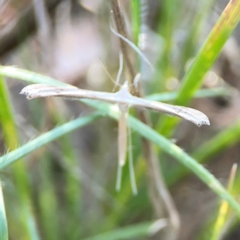 Stenoptilia zophodactylus (Dowdy Plume Moth) at O'Connor, ACT - 25 Feb 2024 by Hejor1