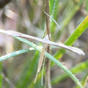 Stenoptilia zophodactylus at Dryandra St Woodland - 25 Feb 2024