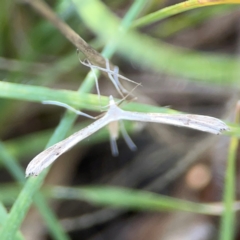 Stenoptilia zophodactylus at Dryandra St Woodland - 25 Feb 2024