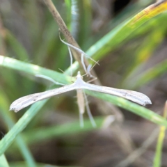 Stenoptilia zophodactylus at Dryandra St Woodland - 25 Feb 2024