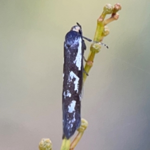 Myrascia (genus) at Dryandra St Woodland - 25 Feb 2024