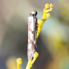 Myrascia (genus) at Dryandra St Woodland - 25 Feb 2024