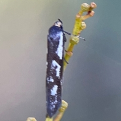 Myrascia (genus) at Dryandra St Woodland - 25 Feb 2024