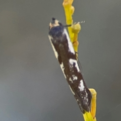 Myrascia (genus) at Dryandra St Woodland - 25 Feb 2024