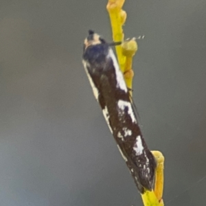 Myrascia (genus) at Dryandra St Woodland - 25 Feb 2024