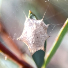 Uloboridae (family) (Unidentified venomless spider) at Dryandra St Woodland - 25 Feb 2024 by Hejor1