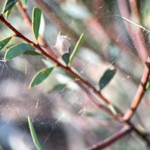 Uloboridae (family) at Dryandra St Woodland - 25 Feb 2024