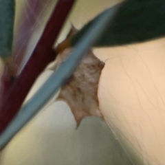 Uloboridae (family) at Dryandra St Woodland - 25 Feb 2024 06:09 PM