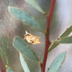 Uloboridae (family) at Dryandra St Woodland - 25 Feb 2024