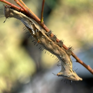 Neola semiaurata at Dryandra St Woodland - 25 Feb 2024