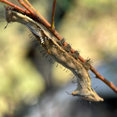 Neola semiaurata (Wattle Notodontid Moth) at Dryandra St Woodland - 25 Feb 2024 by Hejor1