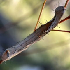 Neola semiaurata at Dryandra St Woodland - 25 Feb 2024