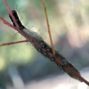 Neola semiaurata at Dryandra St Woodland - 25 Feb 2024