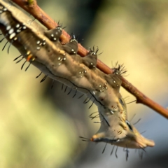 Neola semiaurata at Dryandra St Woodland - 25 Feb 2024