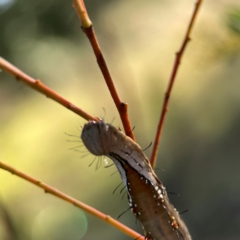 Neola semiaurata at Dryandra St Woodland - 25 Feb 2024