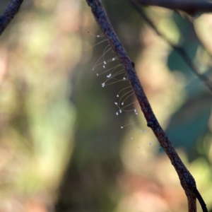 Neuroptera (order) at Dryandra St Woodland - 25 Feb 2024 06:13 PM