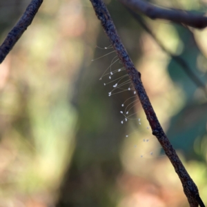 Neuroptera (order) at Dryandra St Woodland - 25 Feb 2024