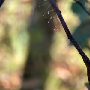 Neuroptera (order) at Dryandra St Woodland - 25 Feb 2024