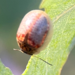 Paropsisterna m-fuscum (Eucalyptus Leaf Beetle) at Dryandra St Woodland - 25 Feb 2024 by Hejor1