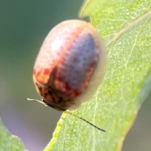 Paropsisterna m-fuscum at Dryandra St Woodland - 25 Feb 2024