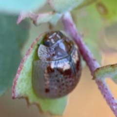 Paropsisterna m-fuscum at Dryandra St Woodland - 25 Feb 2024