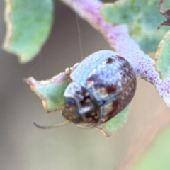 Paropsisterna m-fuscum at Dryandra St Woodland - 25 Feb 2024 06:16 PM