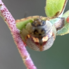 Paropsisterna m-fuscum at Dryandra St Woodland - 25 Feb 2024