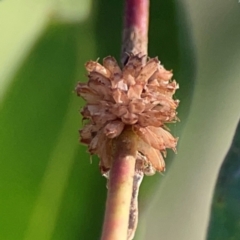 Paropsis atomaria at Dryandra St Woodland - 25 Feb 2024
