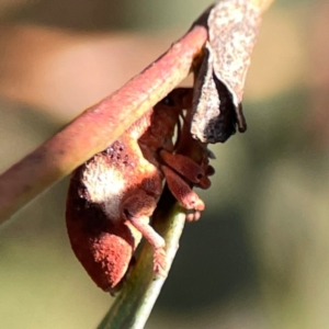 Gonipterus pulverulentus at Dryandra St Woodland - 25 Feb 2024