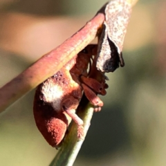 Gonipterus pulverulentus (Eucalyptus weevil) at Dryandra St Woodland - 25 Feb 2024 by Hejor1