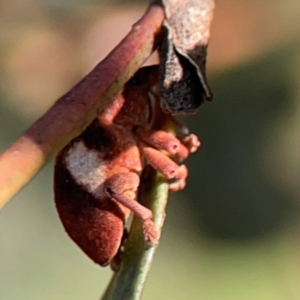 Gonipterus pulverulentus at Dryandra St Woodland - 25 Feb 2024