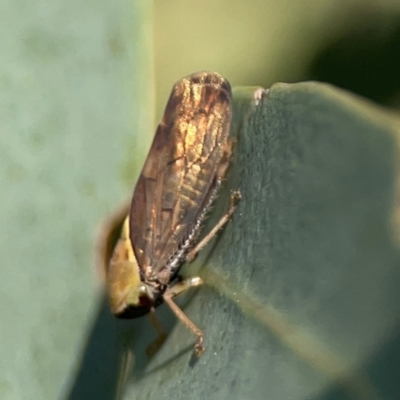 Brunotartessus fulvus (Yellow-headed Leafhopper) at Dryandra St Woodland - 25 Feb 2024 by Hejor1