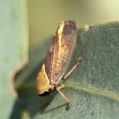 Brunotartessus fulvus at Dryandra St Woodland - 25 Feb 2024