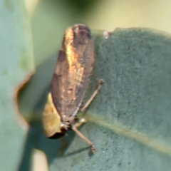 Brunotartessus fulvus at Dryandra St Woodland - 25 Feb 2024