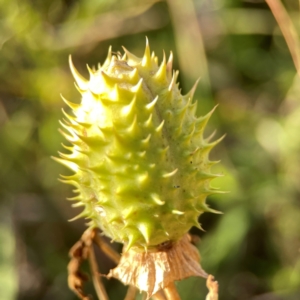 Datura stramonium at Dryandra St Woodland - 25 Feb 2024