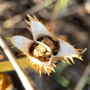 Datura stramonium at Dryandra St Woodland - 25 Feb 2024 06:22 PM