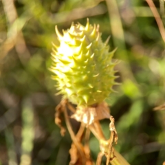 Datura stramonium at Dryandra St Woodland - 25 Feb 2024 06:22 PM