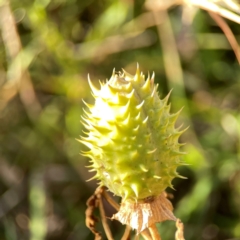 Datura stramonium at Dryandra St Woodland - 25 Feb 2024