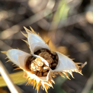 Datura stramonium at Dryandra St Woodland - 25 Feb 2024