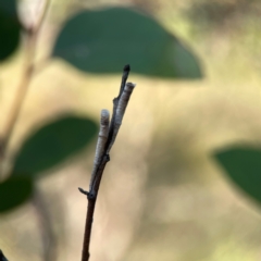 Chaetophyes compacta at Dryandra St Woodland - 25 Feb 2024