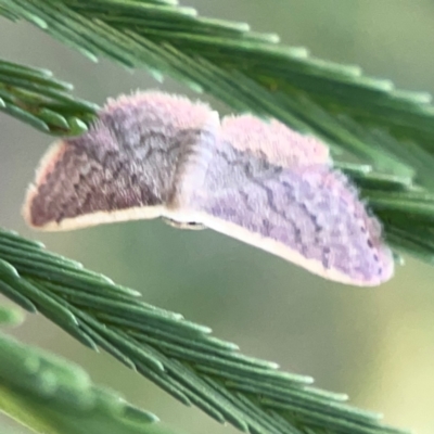 Idaea inversata (Purple Wave) at Dryandra St Woodland - 25 Feb 2024 by Hejor1