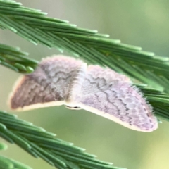 Idaea inversata at Dryandra St Woodland - 25 Feb 2024