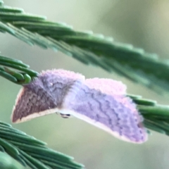 Idaea inversata at Dryandra St Woodland - 25 Feb 2024